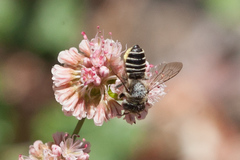 Megachile