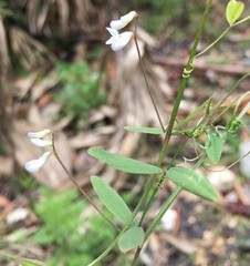 Vicia floridana