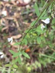 Vicia floridana