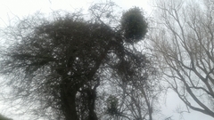 Ileostylus micranthus