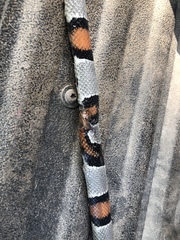 Lampropeltis alterna