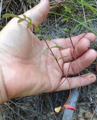 Tephrosia florida