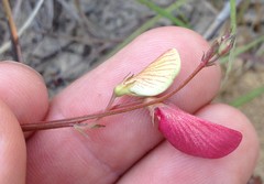 Tephrosia florida
