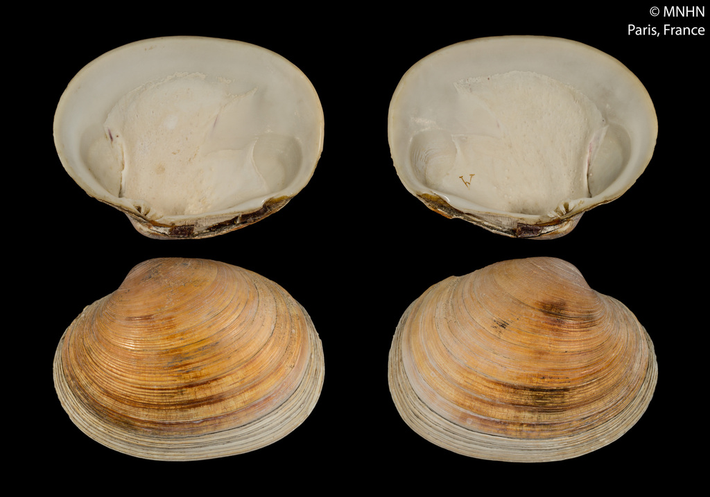 Peruvian Yellow Clam