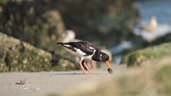 Eurasian Oystercatcher photo 3