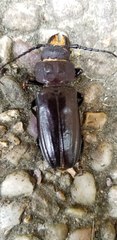Mallodon dasystomus
