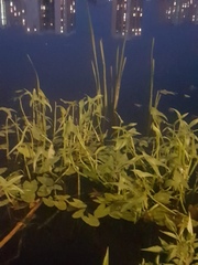 Sagittaria sagittifolia