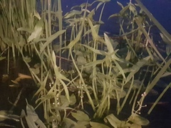 Sagittaria sagittifolia