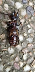 Mallodon dasystomus