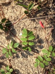 Tephrosia chrysophylla