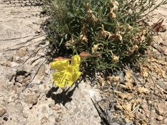 Oenothera lavandulifolia