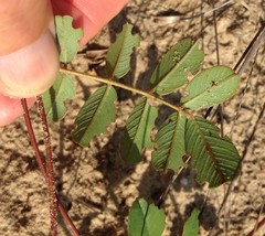 Tephrosia chrysophylla