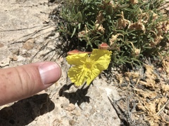 Oenothera lavandulifolia