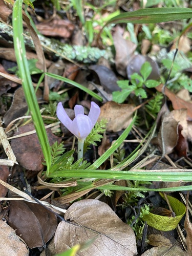 Colchicum umbrosum
