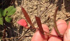 Tephrosia chrysophylla