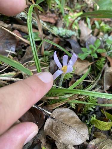 Colchicum umbrosum
