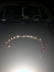 Lampropeltis alterna