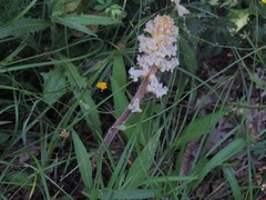 Orobanche picridis