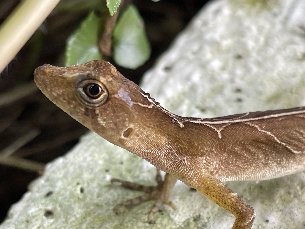Schiede's Anole
