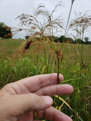 Scirpus pendulus
