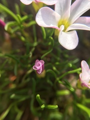 Oxalis pusilla