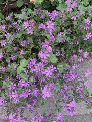 Malva sylvestris