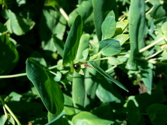 Cerinthe minor auriculata