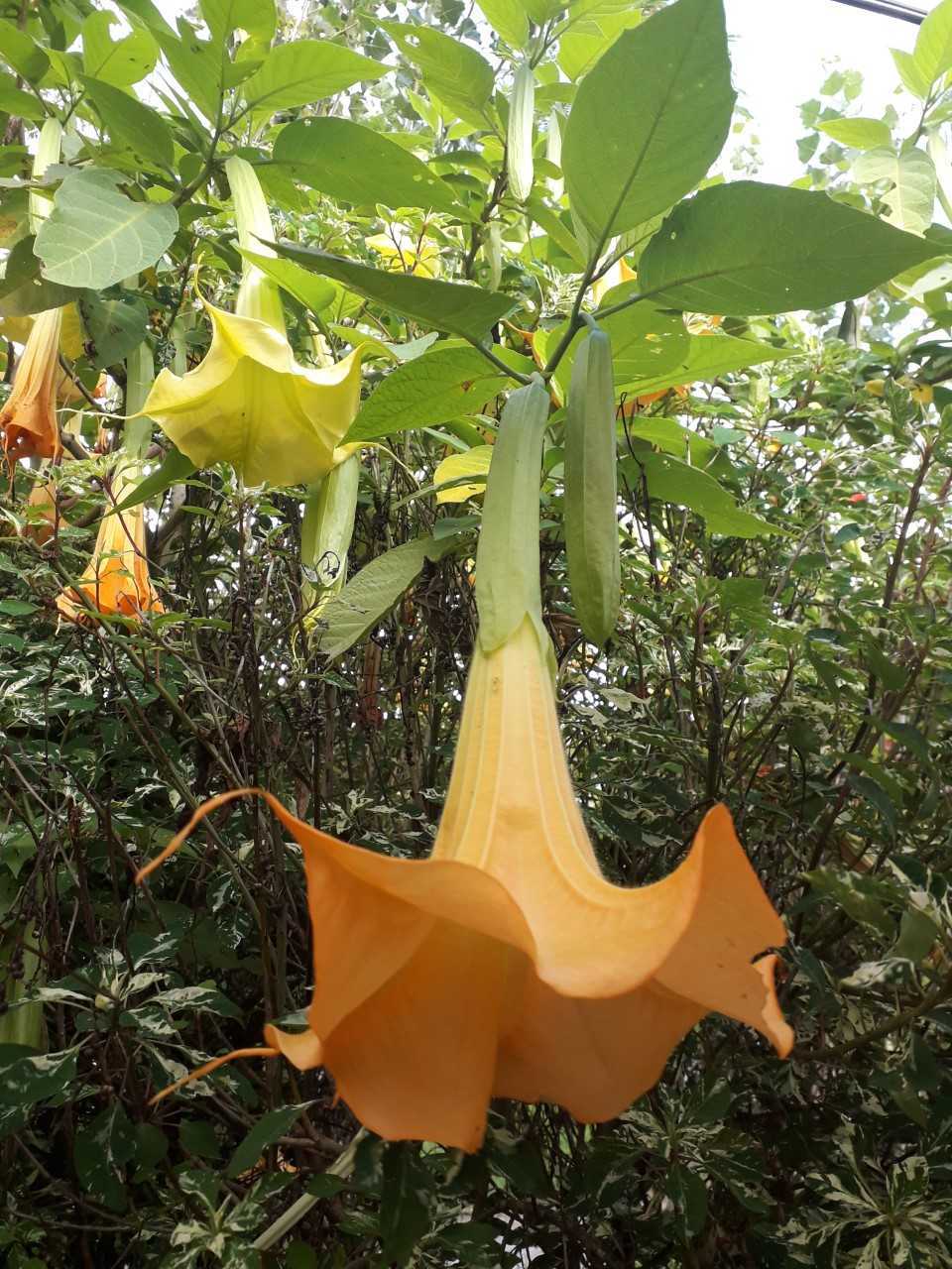 Brugmansia X candida