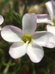 Oxalis pusilla