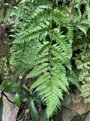 Dryopteris tenuipes