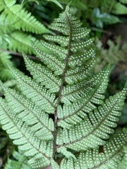 Dryopteris tenuipes