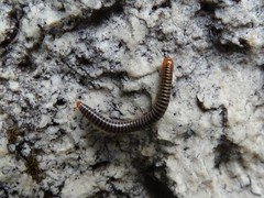 Cylindroiulus fulviceps