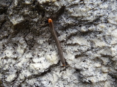 Cylindroiulus fulviceps