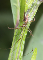 Tetragnatha versicolor