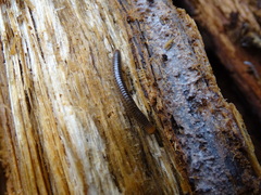 Cylindroiulus fulviceps