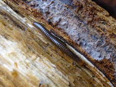 Cylindroiulus fulviceps