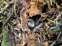 Cylindroiulus meinerti