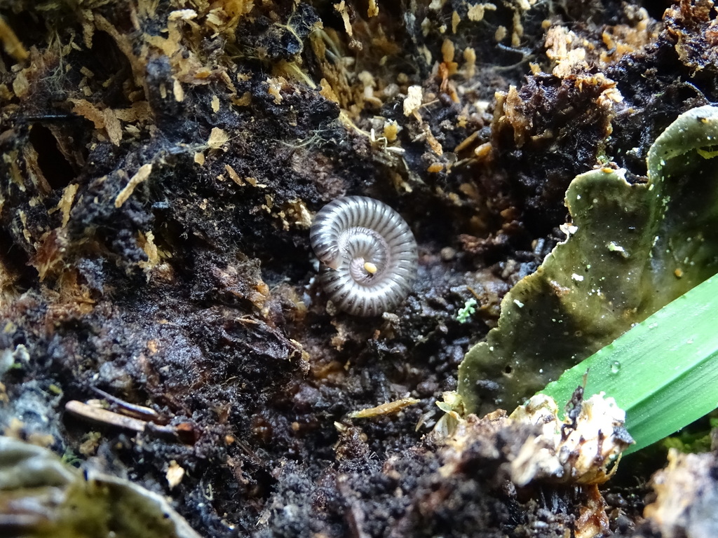 Cylindroiulus meinerti