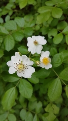 Rosa multiflora