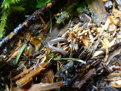 Cylindroiulus meinerti