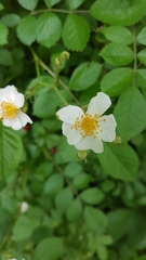 Rosa multiflora