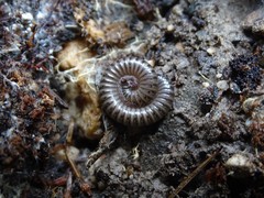 Cylindroiulus meinerti