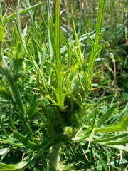 Cirsium morisianum