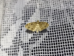 Eupithecia tantillaria