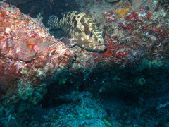 Epinephelus polyphekadion