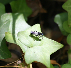 Laphria franciscana
