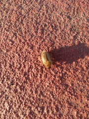 Amphimallon solstitiale