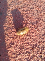 Amphimallon solstitiale