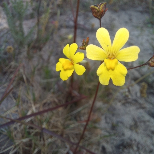 Image of Nemesia affinis by (c) kevin koen, some rights reserved (CC BY-SA)