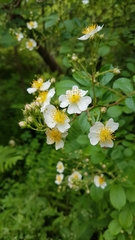 Rosa multiflora